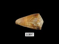 藏品(晚霞芋螺)的圖片